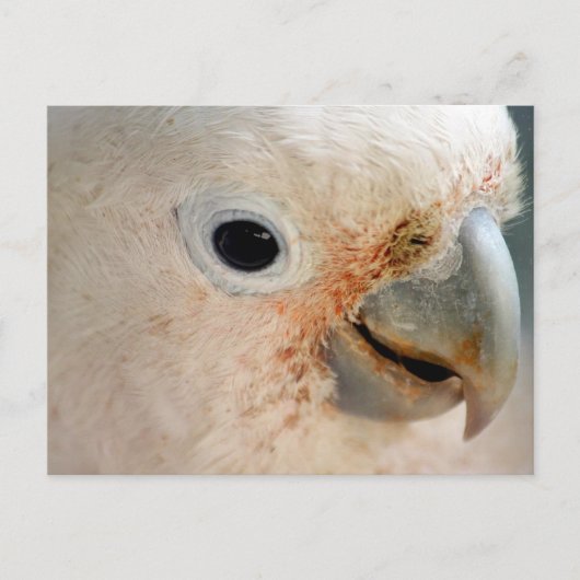 Cockato Briefkaart (Voorkant)