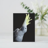 Cockato Briefkaart (Staand voorkant)