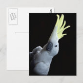 Cockato Briefkaart (Voorkant / Achterkant)