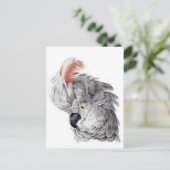 Cockato Head - Aert Schouman Briefkaart (Staand voorkant)