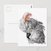Cockato Head - Aert Schouman Briefkaart (Voorkant / Achterkant)
