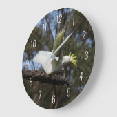 Cockatoo Bird Parrot Fly Wings Avian Australia Grote Klok (Hoek)