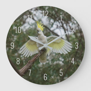 Cockatoo Bird Parrot Fly Wings Avian Australia Grote Klok