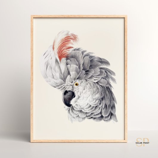 Cockatoo Head Witte ara papegaai Aert Schouman Poster