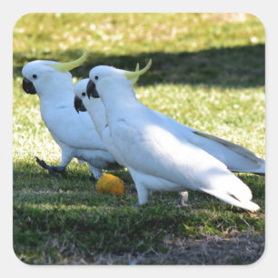 COCKATOO'S IN PLATTELANDSKNOENSLAND AUSTRALIË VIERKANTE STICKER