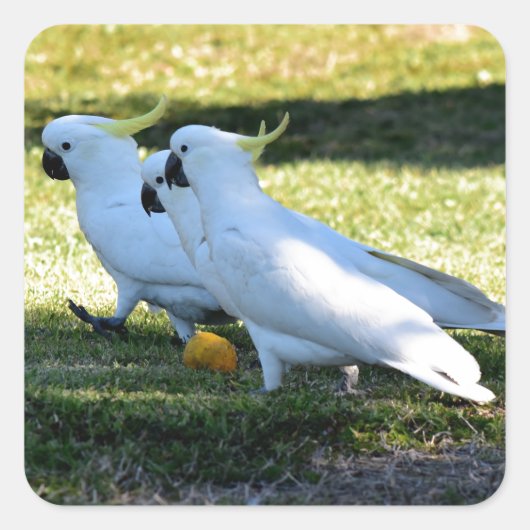 COCKATOO'S OP HET PLATTELAND VAN QUEENSLAND AUSTRA VIERKANTE STICKER (Voorkant)