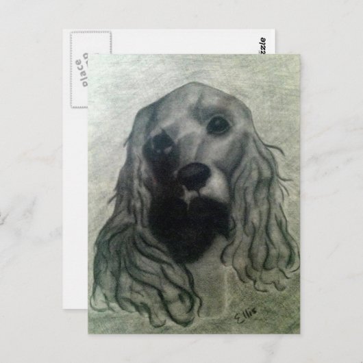 Cocker Drawing, Claire Briefkaart (Voorkant / Achterkant)