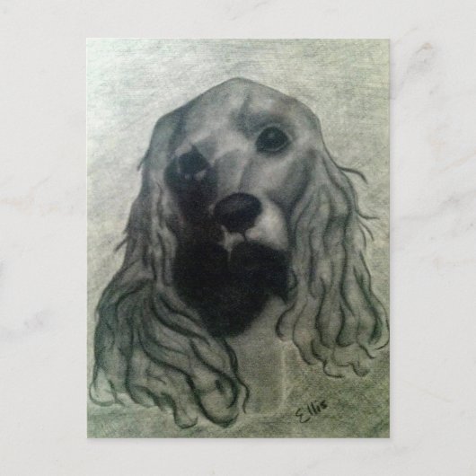 Cocker Drawing, Claire Briefkaart (Voorkant)