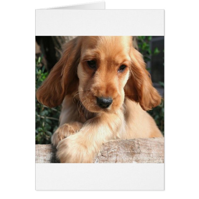 CoCKER SPANiEL (Voorkant)