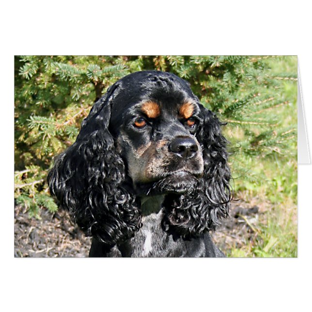 Cocker Spaniel (Voorkant Horizontaal)