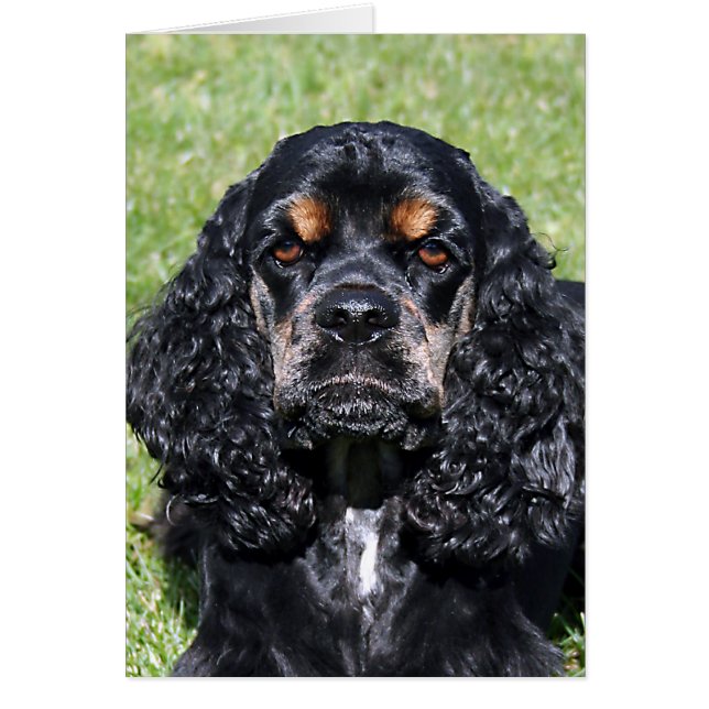 Cocker Spaniel (Voorkant)