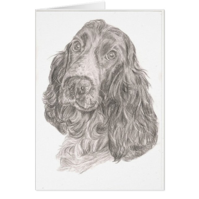 Cocker Spaniel (Voorkant)