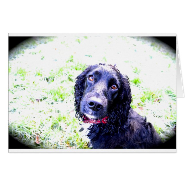 Cocker Spaniel (Voorkant Horizontaal)
