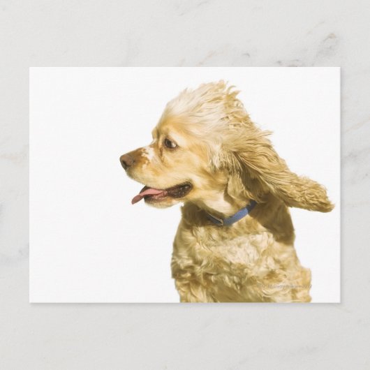 Cocker Spaniel Briefkaart (Voorkant)