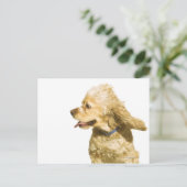 Cocker Spaniel Briefkaart (Staand voorkant)