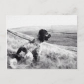 Cocker Spaniel Briefkaart (Voorkant)