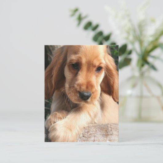 Cocker Spaniel Briefkaart (Staand voorkant)