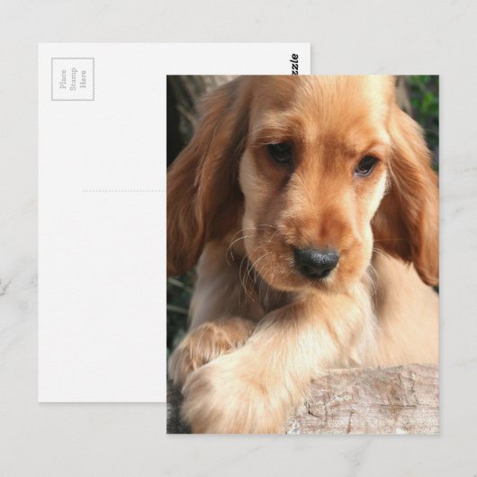 Cocker Spaniel Briefkaart (Voorkant / Achterkant)
