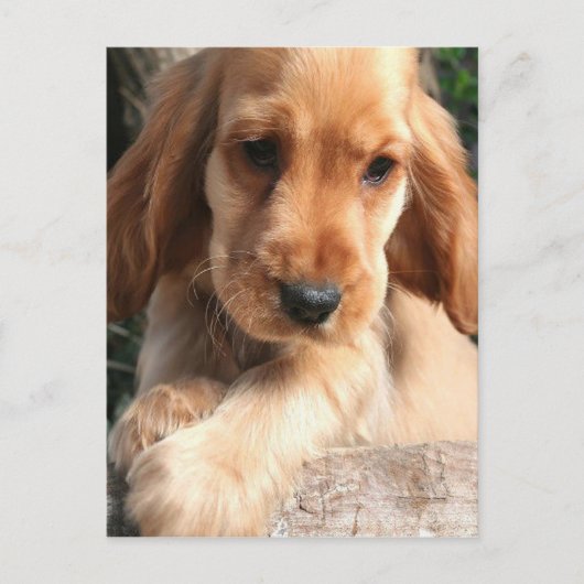 Cocker Spaniel Briefkaart (Voorkant)
