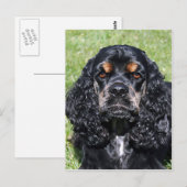 Cocker Spaniel Briefkaart (Voorkant / Achterkant)