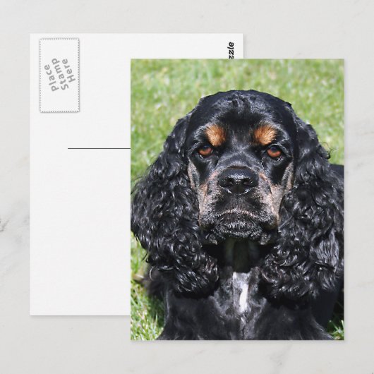 Cocker Spaniel Briefkaart (Voorkant / Achterkant)