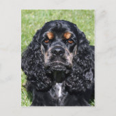 Cocker Spaniel Briefkaart (Voorkant)
