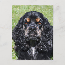 Cocker Spaniel Briefkaart