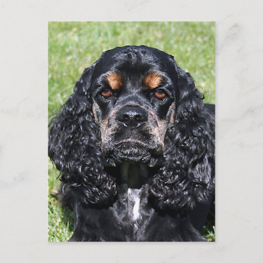 Cocker Spaniel Briefkaart (Voorkant)