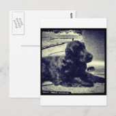 Cocker Spaniel Briefkaart (Voorkant / Achterkant)