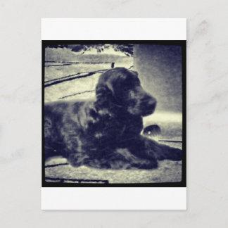 Cocker Spaniel Briefkaart