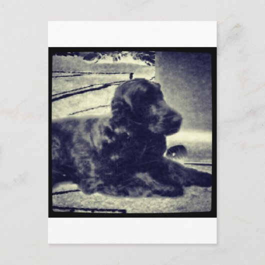 Cocker Spaniel Briefkaart (Voorkant)