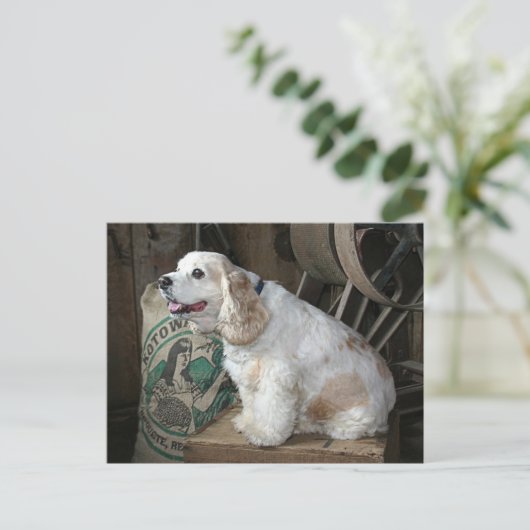 Cocker Spaniel Briefkaart (Staand voorkant)