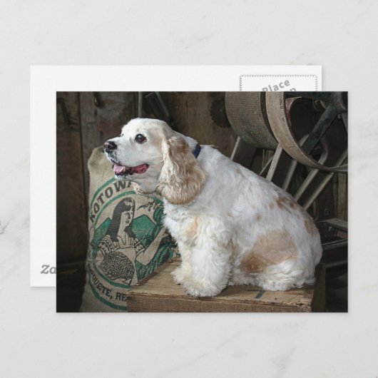 Cocker Spaniel Briefkaart (Voorkant / Achterkant)