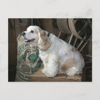 Cocker Spaniel Briefkaart