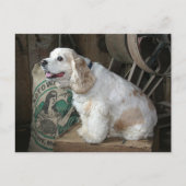 Cocker Spaniel Briefkaart (Voorkant)