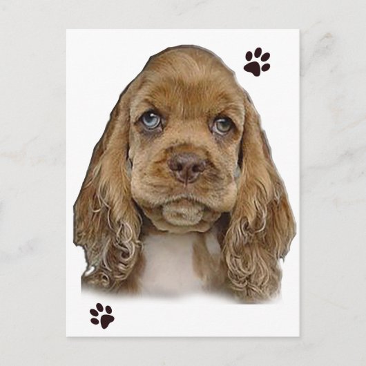 Cocker Spaniel Briefkaart (Voorkant)