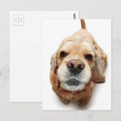 Cocker Spaniel Briefkaart (Voorkant / Achterkant)