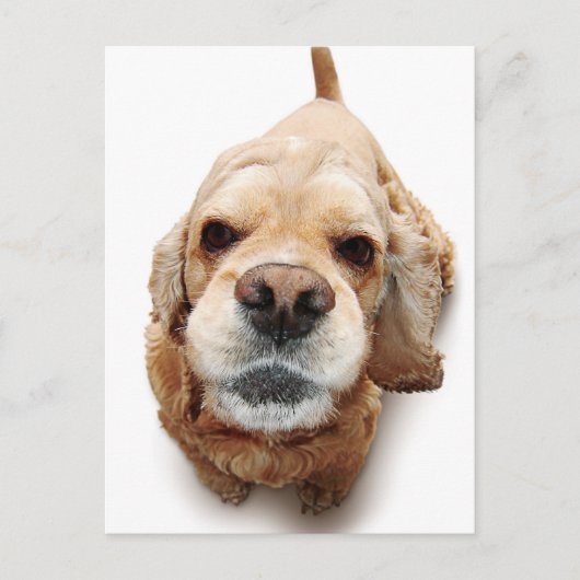 Cocker Spaniel Briefkaart (Voorkant)