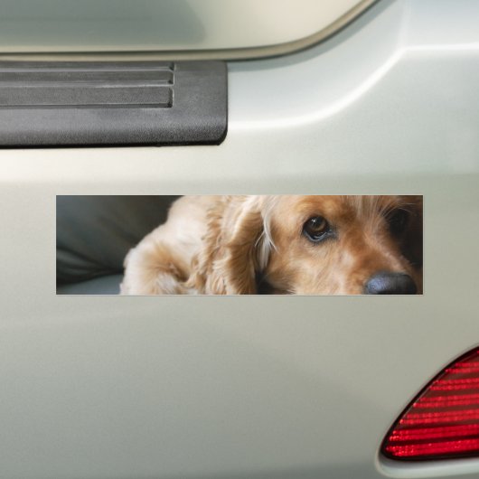 Cocker Spaniel Bumpersticker (Op auto)