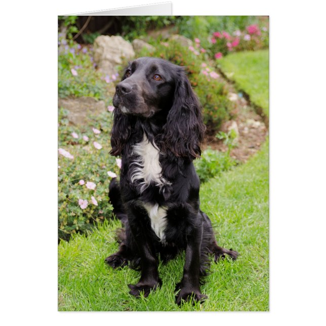 Cocker Spaniel Card (Voorkant)