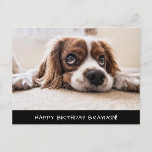 Cocker Spaniel Cavalier Birthday Briefkaart