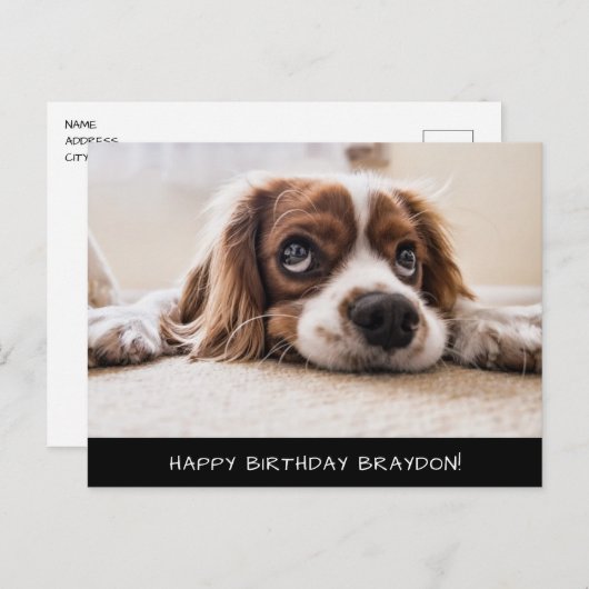 Cocker Spaniel Cavalier Birthday Briefkaart (Voorkant / Achterkant)