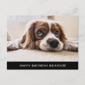Cocker Spaniel Cavalier Birthday Briefkaart (Voorkant)