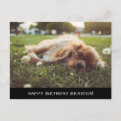 Cocker Spaniel Cavalier Birthday Briefkaart (Voorkant)
