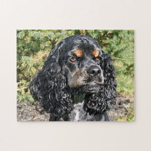 Cocker Spaniel Close-Up 2 Legpuzzel
