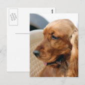 Cocker Spaniel dog Briefkaart (Voorkant / Achterkant)