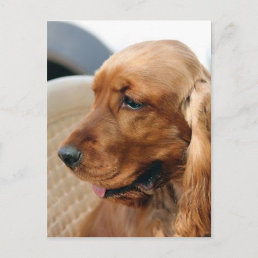Cocker Spaniel dog Briefkaart (Voorkant)