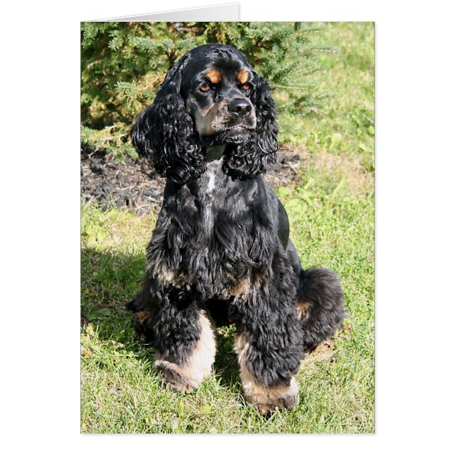 Cocker Spaniel Foto (Voorkant)