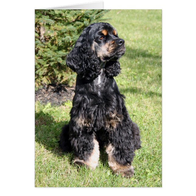 Cocker Spaniel Foto (Voorkant)