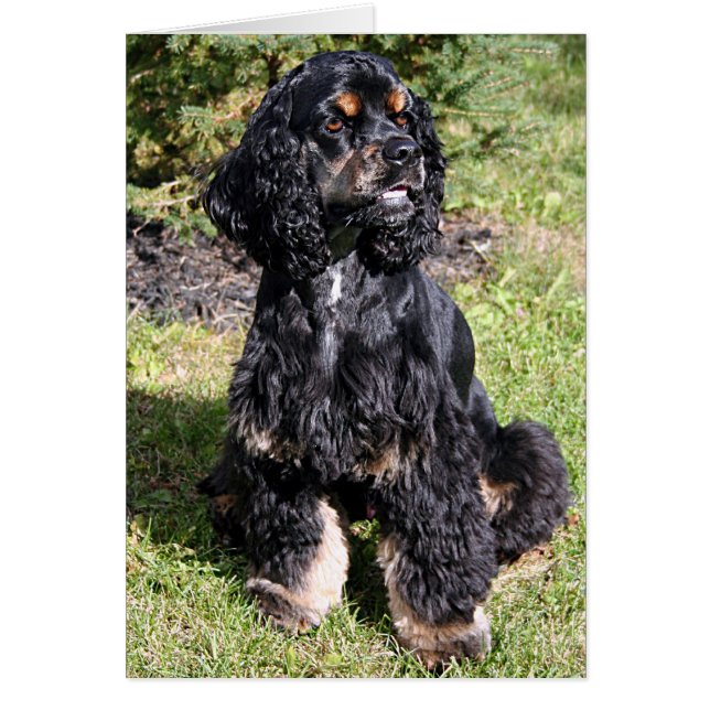 Cocker Spaniel Foto (Voorkant)
